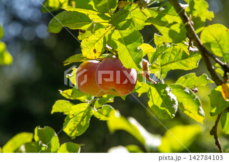 Organic apple orchard in the Central Eastern Alps in Austria. Organic apple orchard in the Central Eastern Alps in Austria. 142784103