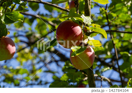 Organic apple orchard in the Central Eastern Alps in Austria. Organic apple orchard in the Central Eastern Alps in Austria. 142784104