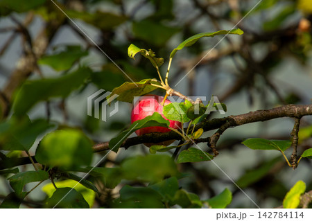 Organic apple orchard in the Central Eastern Alps in Austria. Organic apple orchard in the Central Eastern Alps in Austria. 142784114