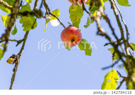 Organic apple orchard in the Central Eastern Alps in Austria. Organic apple orchard in the Central Eastern Alps in Austria. 142784118