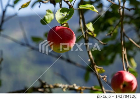 Organic apple orchard in the Central Eastern Alps in Austria. Organic apple orchard in the Central Eastern Alps in Austria. 142784126