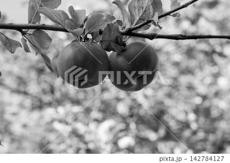 Organic apple orchard in the Central Eastern Alps in Austria. Organic apple orchard in the Central Eastern Alps in Austria. 142784127