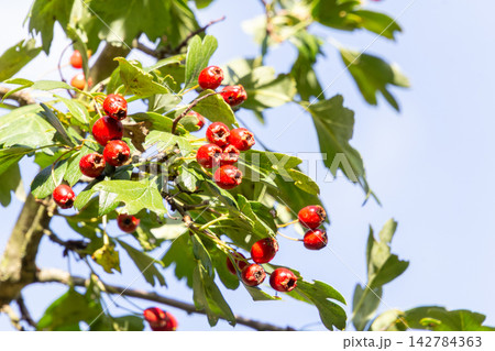 Close-up of a hawthorn branch with ripe red berries Close-up of a hawthorn branch with ripe red berries 142784363