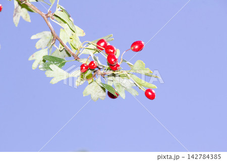 Close-up of a hawthorn branch with ripe red berries Close-up of a hawthorn branch with ripe red berries 142784385