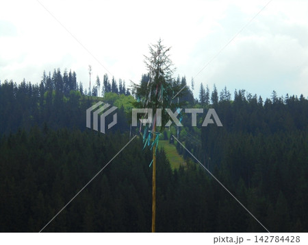 Maypole Spruce with Colorful Ribbons Near Dense Alpine Conifer Forest Hill Maypole Spruce with Colorful Ribbons Near Dense Alpine Conifer Forest Hill 142784428