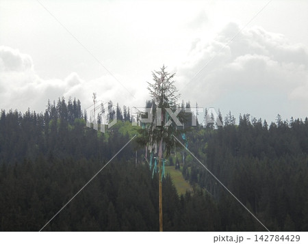 Tall spruce maypole with colorful ribbons above conifer forest and cloudy sky Tall spruce maypole with colorful ribbons above conifer forest and cloudy sky 142784429
