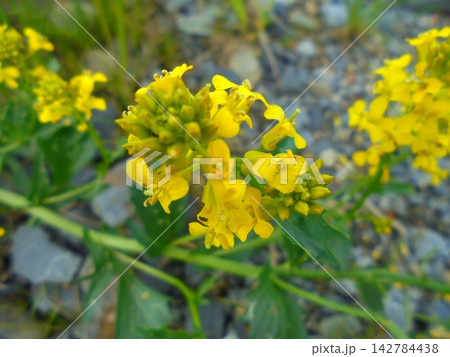 Yellow wild Barbarea vulgaris flowers close-up on gravel roadside in summer Yellow wild Barbarea vulgaris flowers close-up on gravel roadside in summer 142784438