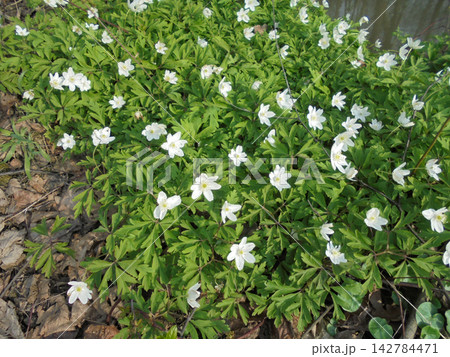Green natural carpet of windflowers with beautiful white blossoms Green natural carpet of windflowers with beautiful white blossoms 142784471