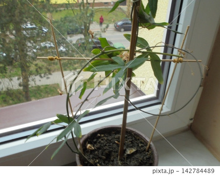 Passionflower vine trained on trellis at apartment windowsill 142784489