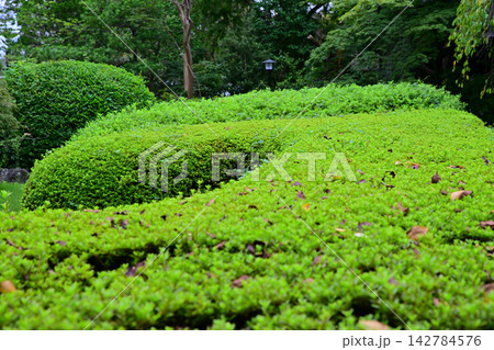 中院 庭園 川越市 中院 庭園 川越市 142784576