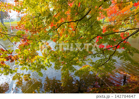 清水公園の紅葉 清水公園の紅葉 142784647