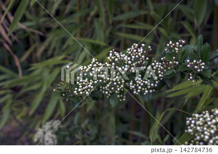 Abundant White Firethorn Buds on Evergreen Shrub 142784736