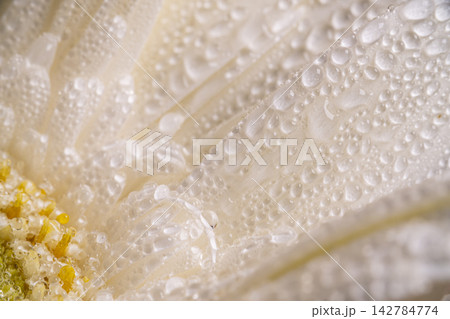 Flower Petals Covered with Fresh Water Droplets. Flower Petals Covered with Fresh Water Droplets. 142784774