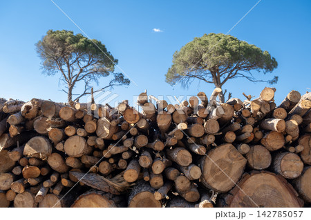 Neatly Arranged Firewood Made from Cut Trees. Neatly Arranged Firewood Made from Cut Trees. 142785057