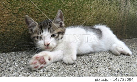 天使のように可愛いキジシロの子猫 142785094