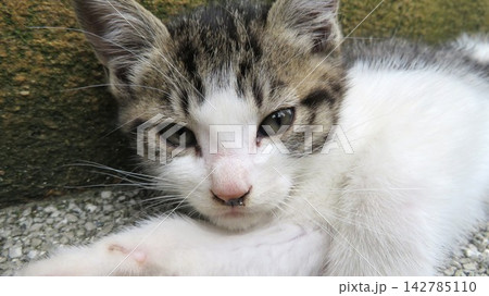 自分のあざとさを認識しているカメラ目線の子猫 自分のあざとさを認識しているカメラ目線の子猫 142785110