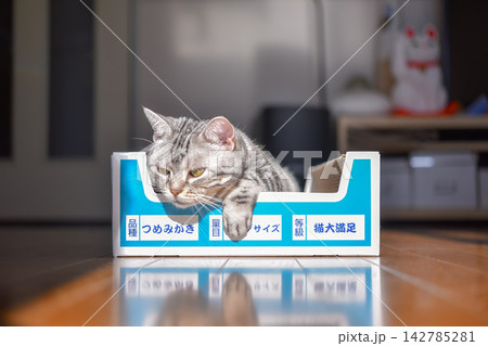 爪研ぎボックスに入ってリラックスする猫 142785281