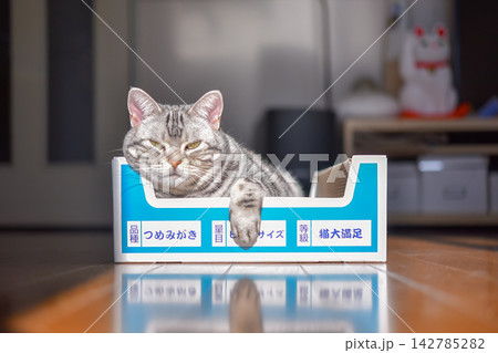 爪研ぎボックスに入ってリラックスする猫 爪研ぎボックスに入ってリラックスする猫 142785282