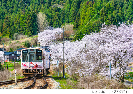 のと鉄道　桜満開の西岸駅 142785753