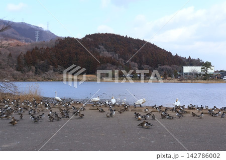 白鳥と鴨がいる冬の馬牛沼(宮城県白石市) 白鳥と鴨がいる冬の馬牛沼(宮城県白石市) 142786002