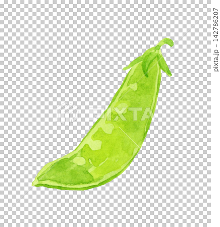 サヤエンドウ（絹さや）　手描き水彩イラスト素材 142786207