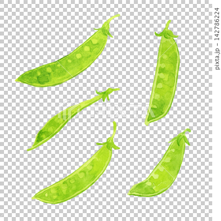 Snow peas (snow peas) set - Hand-drawn watercolor illustration material 142786224