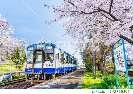 のと鉄道 桜満開の西岸駅 のと鉄道 桜満開の西岸駅 142786367