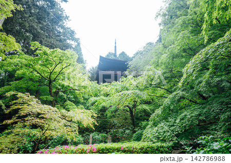 【滋賀県東近江市】金剛輪寺　新緑に囲まれた三重塔 142786988