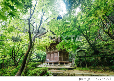 【滋賀県東近江市】金剛輪寺　新緑に囲まれた三重塔 142786991