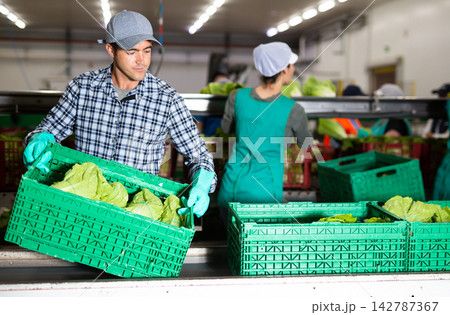 Man working in vegetable factory Man working in vegetable factory 142787367