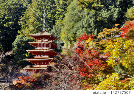 秋の長谷寺・本堂からの五重塔(奈良県・桜井市) 秋の長谷寺・本堂からの五重塔(奈良県・桜井市) 142787507