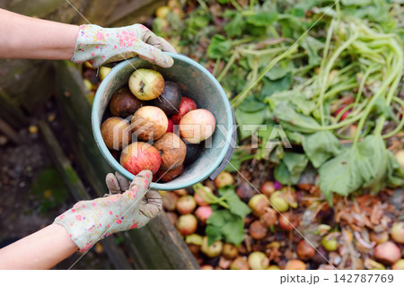 Close-up: a woman's hands in protective gloves are throwing old rotten ones apples and weeds into a compost pile in the backyard. The compost is then used as fertilizer for plant growth. Close-up: a woman's hands in protective gloves are throwing old rotten ones apples and weeds into a compost pile in the backyard. The compost is then used as fertilizer for plant growth. 142787769