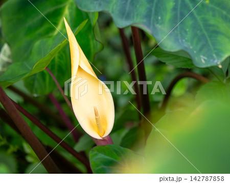 めったに咲かないサトイモの花 142787858