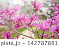 Beautiful pink magnolia flowers in a spring city park 142787881