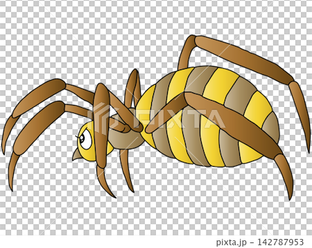 Hand-drawn animal illustration ☆ Spider Hand-drawn animal illustration ☆ Spider 142787953