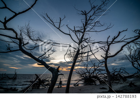 SSkeletal driftwood tree standing on Jekyll Island beach 142788193
