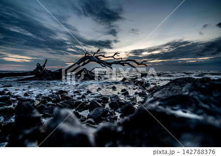 SSkeletal driftwood tree standing on Jekyll Island beach 142788376