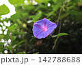 青紫色の花弁が特徴的なノアサガオ 142788688