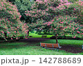 ピンク色の花を咲かせているサルスベリ 142788689