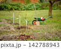 Planting garden trees. Newly planted cherry, apples, pears and plums saplings, bred to suit the local climate in the courtyard of a country house. Sale of regionalized varieties of fruit trees 142788943