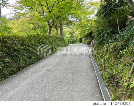 苔むす斜面沿いの静かな散策路 苔むす斜面沿いの静かな散策路 142789207