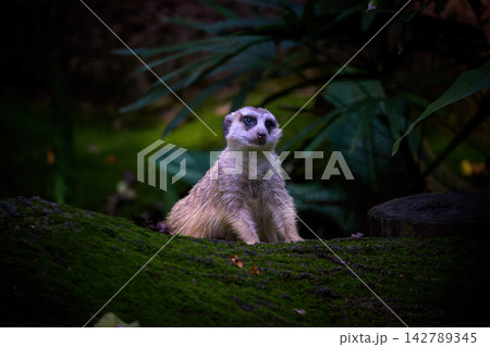 A meerkat stands alert on ground, looking forward. 142789345