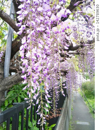 あでやかな紫色の花は、見る人を虜にします 142789630