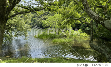 新緑に包まれる「伊豆の瞳」一碧湖の美しい水辺風景 新緑に包まれる「伊豆の瞳」一碧湖の美しい水辺風景 142789970