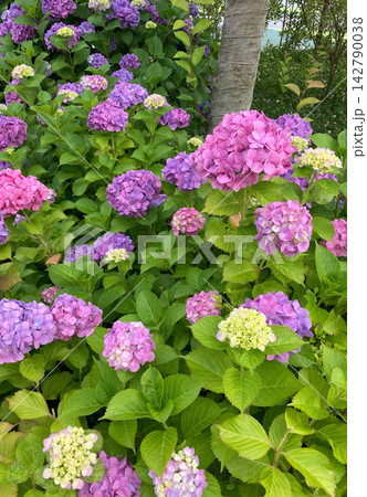 梅雨の花を楽しむピンクと紫のアジサイ 梅雨の花を楽しむピンクと紫のアジサイ 142790038