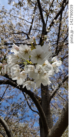 春の訪れを伝える白い桜の花 142790039