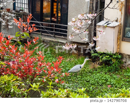 京都　桜と鷺　高瀬川 142790708