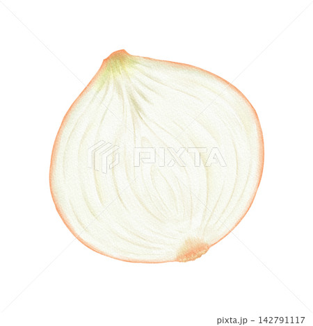 水彩で描いた玉ねぎの断面 水彩で描いた玉ねぎの断面 142791117