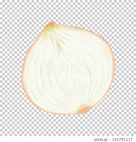 水彩で描いた玉ねぎの断面 水彩で描いた玉ねぎの断面 142791117