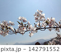 桜 142791552